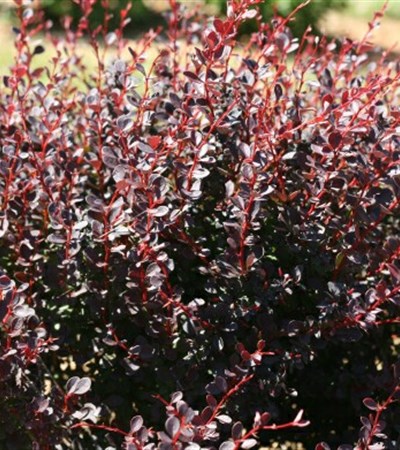 Barberry Sunjoy Todo™